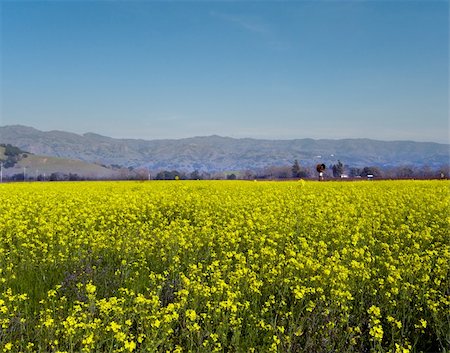 randymir (artist) - Field of mustard located in Napa Valley California Foto de stock - Super Valor sin royalties y Suscripción, Código: 400-05046412