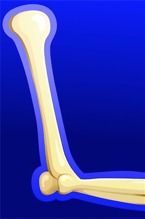 physical education - Illustration of human hand bone Photographie de stock - Aubaine LD & Abonnement, Code: 400-05046896