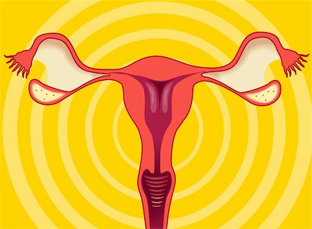 Illustration of ovary of human female Photographie de stock - Aubaine LD & Abonnement, Code: 400-05046891