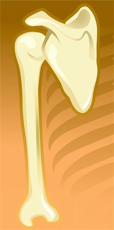physical education - Illustration of human shoulder joint  bone Photographie de stock - Aubaine LD & Abonnement, Code: 400-05046901