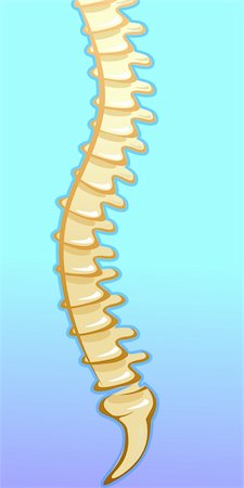 physical education - Illustration of human spine in blue background Photographie de stock - Aubaine LD & Abonnement, Code: 400-05046903