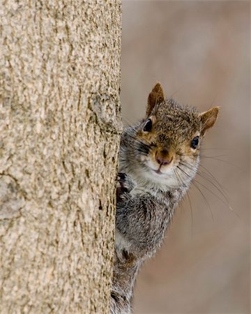 simsearch:400-03936928,k - A gray squirrel perched on a tree trunk. Fotografie stock - Microstock e Abbonamento, Codice: 400-05047466