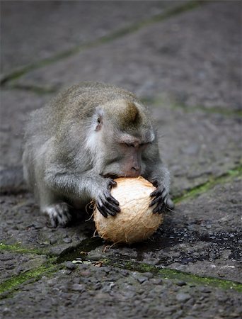 simsearch:400-06759758,k - The monkey with a coco. Wood of monkeys. Indonesia. Bali Stockbilder - Microstock & Abonnement, Bildnummer: 400-05047641