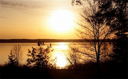 pontuse (artist) - Beautiful sunrise with several trees in silhouette Stockbilder - Microstock & Abonnement, Bildnummer: 400-05047751
