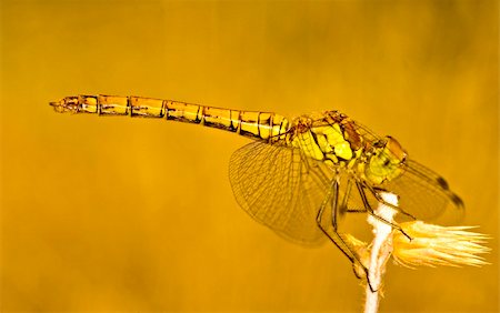 simsearch:400-08706648,k - Close up on dragonfly in the field Foto de stock - Royalty-Free Super Valor e Assinatura, Número: 400-05047803