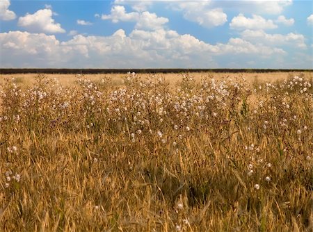 simsearch:400-05083860,k - wheat field with weeds on a blue cloudly sky Stock Photo - Budget Royalty-Free & Subscription, Code: 400-05047812