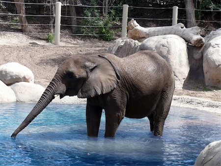 elephantidae - A large elephant standing in water Stock Photo - Budget Royalty-Free & Subscription, Code: 400-05047855