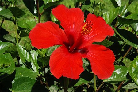 Red hibiscus blossom in the garden among many leaves Stock Photo - Budget Royalty-Free & Subscription, Code: 400-05048229
