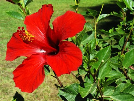 Red hibiscus blossom in the garden among many leaves Stock Photo - Budget Royalty-Free & Subscription, Code: 400-05048230