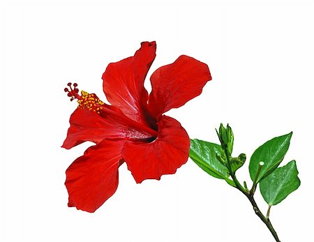 Red hibiscus flower with leaves isolated on the white Stockbilder - Microstock & Abonnement, Bildnummer: 400-05048534