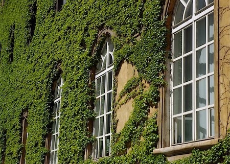 simsearch:400-05343808,k - Windows of a library with a creeping leaves of wild wine Photographie de stock - Aubaine LD & Abonnement, Code: 400-05048538