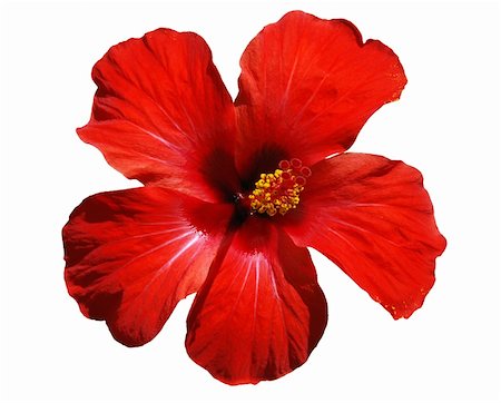 Hibiscus blossom - isolated flower on a white Stockbilder - Microstock & Abonnement, Bildnummer: 400-05048532