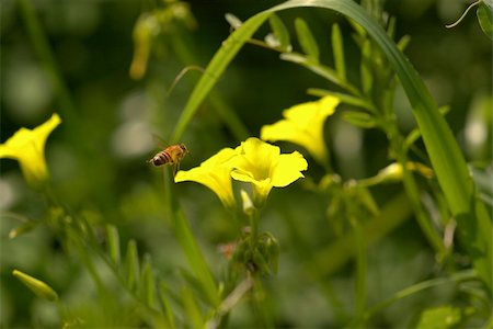 close up of a bee approaches an oxalis, four blossom oxalises, green long leaves, blury background Fotografie stock - Microstock e Abbonamento, Codice: 400-05048559