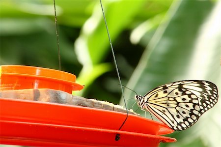 simsearch:400-04330574,k - Tree Nymph butterfly resting on a feeder Foto de stock - Super Valor sin royalties y Suscripción, Código: 400-05048718