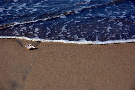 randymir (artist) - Seashell on beach with water receding Foto de stock - Super Valor sin royalties y Suscripción, Código: 400-05048794