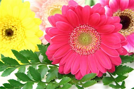 simsearch:400-04275620,k - arrangement of gerbera flowers over a white surface Photographie de stock - Aubaine LD & Abonnement, Code: 400-05048898