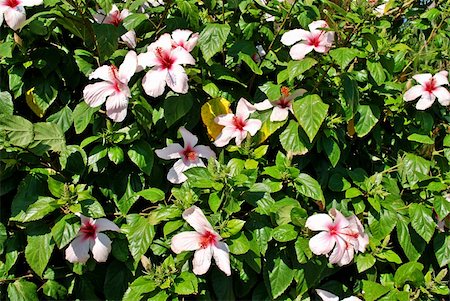 White hibiscus tree - natural flower texture Stock Photo - Budget Royalty-Free & Subscription, Code: 400-05048934