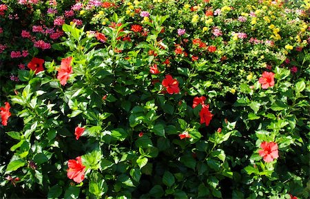 Summer background of hibiscus flowers growing in bush Stockbilder - Microstock & Abonnement, Bildnummer: 400-05048984