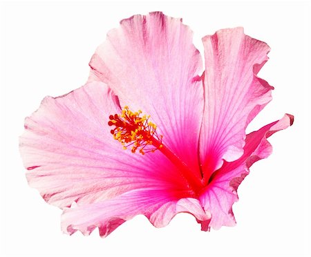 Pink hibiscus isolated on the white background Stockbilder - Microstock & Abonnement, Bildnummer: 400-05048983