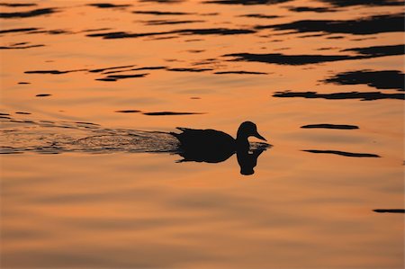 Duck swimming in a lake at sunset Stock Photo - Budget Royalty-Free & Subscription, Code: 400-05049054