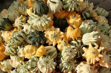 simsearch:400-08400066,k - Assortment of fall pumpkins and parsnip Photographie de stock - Aubaine LD & Abonnement, Code: 400-05049342