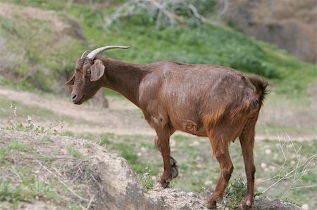 Goat grazes on Toubkal mountain Atlas mountains in Nothern Africa Morocco Stockbilder - Microstock & Abonnement, Bildnummer: 400-05049343