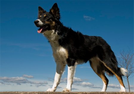 sheep dog portraits - portrait of a purebred border collie tricolor Photographie de stock - Aubaine LD & Abonnement, Code: 400-05049366