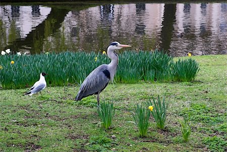 Heron and black-headed gull in Regent’s Park, London - England. Fotografie stock - Microstock e Abbonamento, Codice: 400-05049408