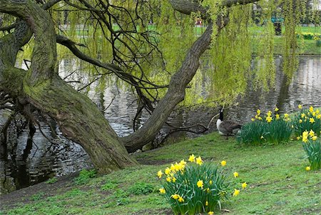 Springtime in Regent’s Park near the lake, London Stock Photo - Budget Royalty-Free & Subscription, Code: 400-05049409
