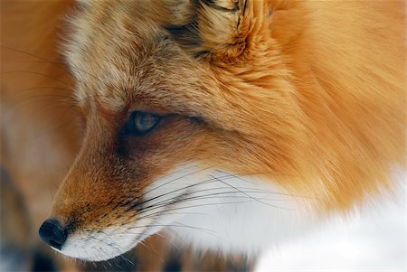 simsearch:400-04516399,k - Close-up picture of a wild Red Fox Foto de stock - Royalty-Free Super Valor e Assinatura, Número: 400-05049495
