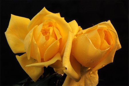 Close-up of Yellow Rose Photographie de stock - Aubaine LD & Abonnement, Code: 400-05049617