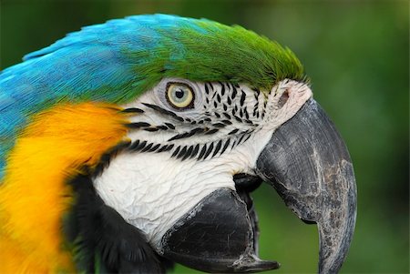 colorful parrot in the parks Stock Photo - Budget Royalty-Free & Subscription, Code: 400-05049685