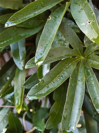 passiflora - Rain drops after a shower on a green passion flower vine leaf. Stock Photo - Budget Royalty-Free & Subscription, Code: 400-05049781