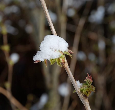 Branch breaked into blossoms - The leafs under the cap of white snow. Stock Photo - Budget Royalty-Free & Subscription, Code: 400-05049973