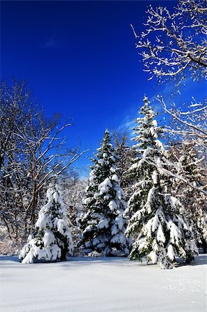 simsearch:400-03985276,k - Winter landscape of a sunny forest after a heavy snowfall Foto de stock - Super Valor sin royalties y Suscripción, Código: 400-05040109