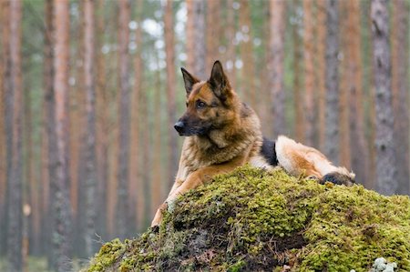 simsearch:400-04446495,k - Germany Sheep-dog laying on the stone Fotografie stock - Microstock e Abbonamento, Codice: 400-05040372