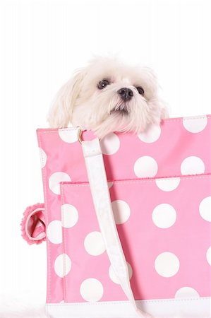 pooch peeking over bag Stock Photo - Budget Royalty-Free & Subscription, Code: 400-05040615