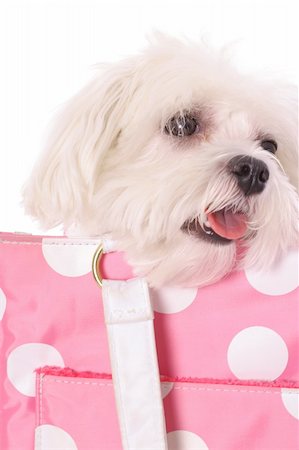 pooch in polka dot purse Stock Photo - Budget Royalty-Free & Subscription, Code: 400-05040616