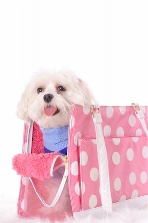 happy doggy travel tote Stock Photo - Budget Royalty-Free & Subscription, Code: 400-05040612