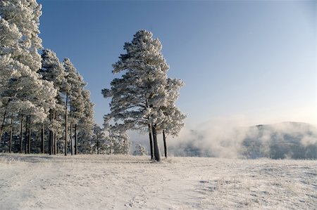 Winter landscape. A fog. Trees in snow. Stockbilder - Microstock & Abonnement, Bildnummer: 400-05040669