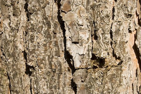 Texture of one stem of tree (wood) Stock Photo - Budget Royalty-Free & Subscription, Code: 400-05040662