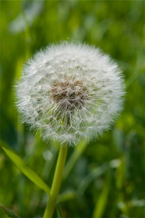 Dandilion Clock Seed head, blow it to tell the time Stock Photo - Budget Royalty-Free & Subscription, Code: 400-05040751