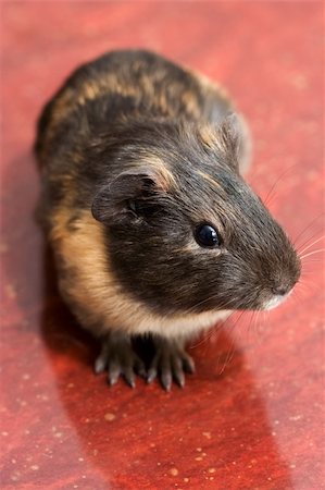 Careful black guinea pig on red background Photographie de stock - Aubaine LD & Abonnement, Code: 400-05041159