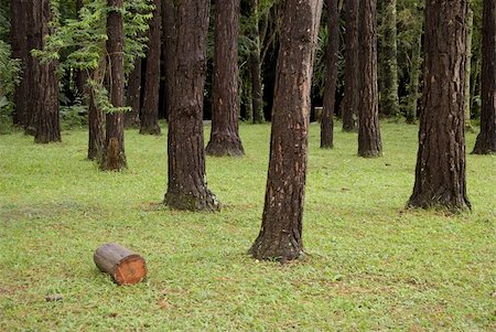 Scene of nature. Forest of Pine with firewood cut and fallen in the soil Stock Photo - Budget Royalty-Free & Subscription, Code: 400-05041298