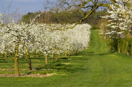 blossom apple orchards vale of evesham worcestershire Stock Photo - Budget Royalty-Free & Subscription, Code: 400-05041574