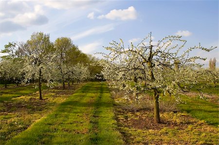 blossom apple orchards vale of evesham worcestershire Stock Photo - Budget Royalty-Free & Subscription, Code: 400-05041575