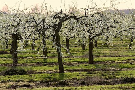 blossom apple orchards vale of evesham worcestershire Stock Photo - Budget Royalty-Free & Subscription, Code: 400-05041573