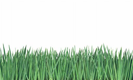 phecsone (artist) - Close-up of grass isolated on white background. Stockbilder - Microstock & Abonnement, Bildnummer: 400-05041599