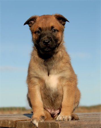simsearch:400-04767909,k - young puppy purebred belgian shepherd malinois sitting on a table Foto de stock - Royalty-Free Super Valor e Assinatura, Número: 400-05041797
