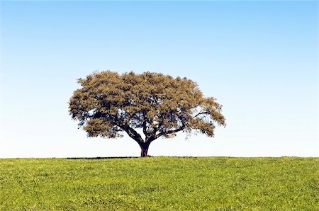 simsearch:400-03917413,k - Lonely tree in green grass landscape, Alentejo, Portugal Stockbilder - Microstock & Abonnement, Bildnummer: 400-05041798